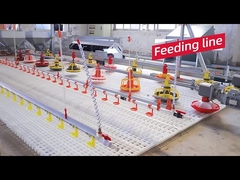 Bán nóng Thiết kế chuồng gà tự động thiết bị trang trại gia cầm