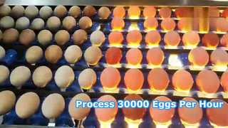 Dây chuyền sản xuất phân loại rửa trứng